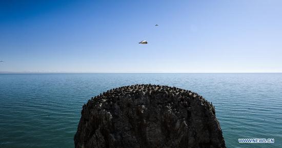 A brown-headed gull flies over the Bird Island at Qinghai Lake in northwest China's Qinghai Province, May 12, 2017. Located in the northeastern part of the Qinghai-Tibet Plateau, the Qinghai Lake is key to maintaining the ecological balance in western China. It is also a natural barrier for controlling the eastward spread of desertification and ensuring the safety of agricultural areas in eastern China. In recent years, the Chinese government has implemented various ecological projects in the Qinghai Lake Basin, and achieved remarkable results in restoring the environment, said Gao Jingyu, deputy director of the protection and utilization administration in the Qinghai Lake scenic area. (Xinhua/Wu Gang)