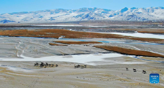 Aerial photo shows horses running on the Haltent grassland in the Kazak Autonomous County of Aksay, northwest China's Gansu Province, Jan. 8, 2022. (Photo by Ma Xiaowei/Xinhua)