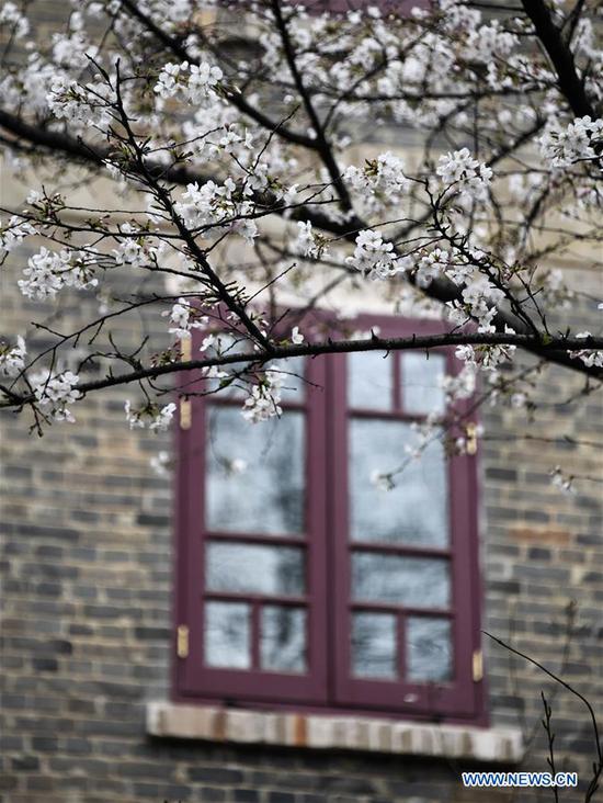 凤凰平台开户注册 4 武汉大学组织校园樱花十天直播 4