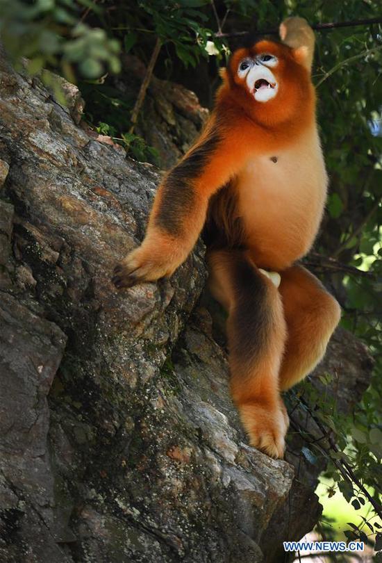  A golden snub-nosed monkey is pictured at Maoping Village of Maoping Town in Yangxian County, northwest China's Shaanxi Province, Aug. 2, 2020.  A wild grown golden snub-nosed monkey, China's first-class protected species, has recently come by the village.  The monkey found foods at villagers' homes by day and went back forest at night, seeming to be not afraid of people.  Located in the southern foot of the Qinling Mountains, Yangxian County, where the village lies in, is home to many rare animal species including giant pandas, crested ibis, golden snub-nosed monkeys and takins.  It's not rare to see those endangered animals appear at villages.  Local people have formed a high sense of animal protection, living harmoniously with them.  (Xinhua/Tao Ming)