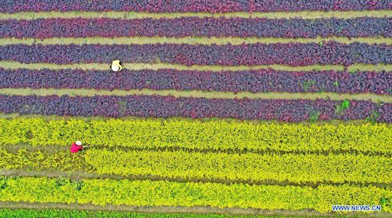 Aerial photo taken on April 14, 2021 shows farmers working in fields to prune saplings in Meikeng Village of Yaotian Town in Ji'an City, east China's Jiangxi Province. (Photo by Liu Haojun/Xinhua)