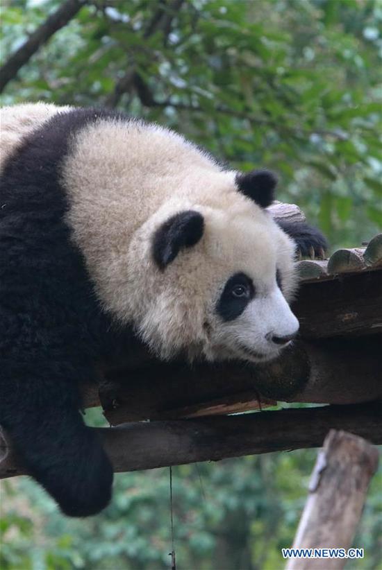 A giant panda is pictured at Chengdu Research Base of Giant Panda Breeding during a theme event marking International Panda Day in Chengdu, southwest China's Sichuan Province, Oct. 27, 2020. (Xinhua/Xu Bingjie) 