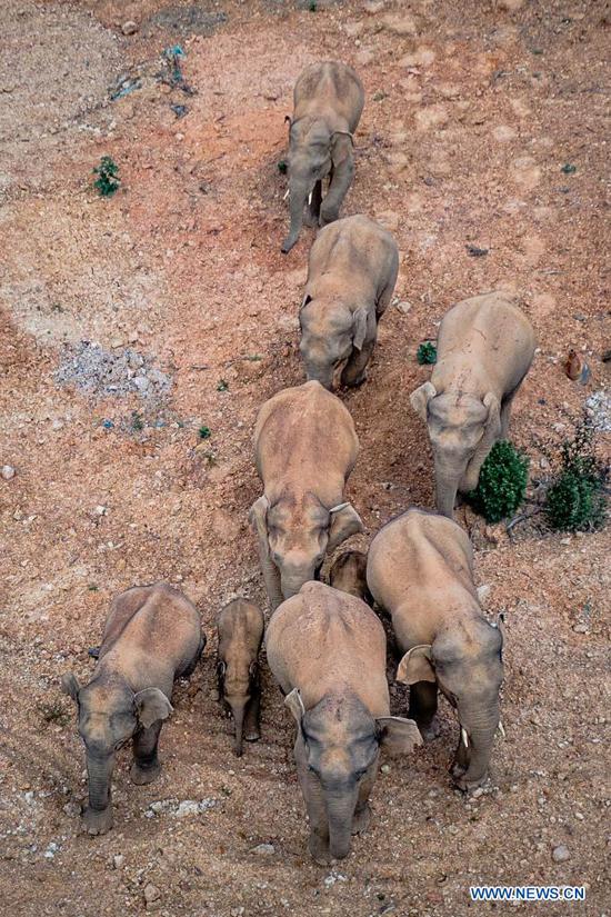 Aerial photo taken on May 28, 2021 shows a herd of wild Asian elephants in Eshan County, Yuxi City, southwest China's Yunnan Province. Authorities are tracking 15 wild Asian elephants in southwest China's Yunnan Province as the herd migrates northward. The elephants are now wandering in the county of Eshan, following a long journey from the province's southmost prefecture starting from April 16. They are currently less than 50 km away from the provincial capital Kunming, the provincial forestry and grassland administration said. Monitoring images show that the herd includes six female adult elephants, three male adults, three sub-adults, and three cubs. (Xinhua/Hu Chao)