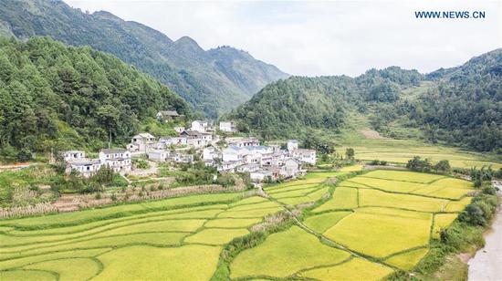 Aerial photo taken on Sept. 21, 2020 shows paddy fields in Liuzhi special region of Liupanshui City, southwest China's Guizhou Province. A total of 120,000 mu (8,000 hectares) rice ushered in harvest season recently in Liuzhi. (Xinhua/Tao Liang)