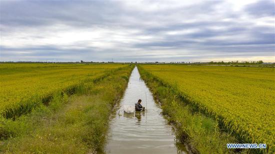 Aerial photo taken on Sept. 22, 2020 shows a villager harvesting crabs in paddy fields in Lingtou Village, Lutai Economic Development Zone of Tangshan City, north China's Hebei Province. In recent years, local authorities of Lutai have put efforts into the organic rice production. People here developed a rice-crab commensal eco-agriculture mode that river crabs are bred in growing rice. This mode has created a new method for farmers planting rice to increase incomes. (Xinhua/Mu Yu)