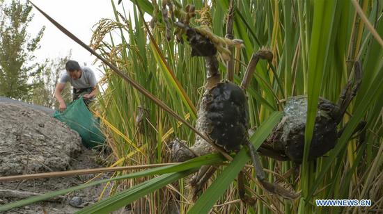 A villager harvests crabs in paddy fields in Lingtou Village, Lutai Economic Development Zone of Tangshan City, north China's Hebei Province, Sept. 22, 2020. In recent years, local authorities of Lutai have put efforts into the organic rice production. People here developed a rice-crab commensal eco-agriculture mode that river crabs are bred in growing rice. This mode has created a new method for farmers planting rice to increase incomes. (Xinhua/Mu Yu)