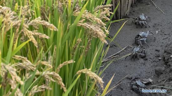 Photo taken on Sept. 22, 2020 shows the crabs raised in paddy fields in Lingtou Village, Lutai Economic Development Zone of Tangshan City, north China's Hebei Province. In recent years, local authorities of Lutai have put efforts into the organic rice production. People here developed a rice-crab commensal eco-agriculture mode that river crabs are bred in growing rice. This mode has created a new method for farmers planting rice to increase incomes. (Xinhua/Mu Yu)