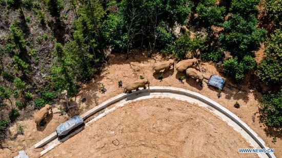 Aerial photo taken on May 28, 2021 shows a herd of wild Asian elephants in Eshan County, Yuxi City, southwest China's Yunnan Province. Authorities are tracking 15 wild Asian elephants in southwest China's Yunnan Province as the herd migrates northward. The elephants are now wandering in the county of Eshan, following a long journey from the province's southmost prefecture starting from April 16. They are currently less than 50 km away from the provincial capital Kunming, the provincial forestry and grassland administration said. Monitoring images show that the herd includes six female adult elephants, three male adults, three sub-adults, and three cubs. (Xinhua/Hu Chao)