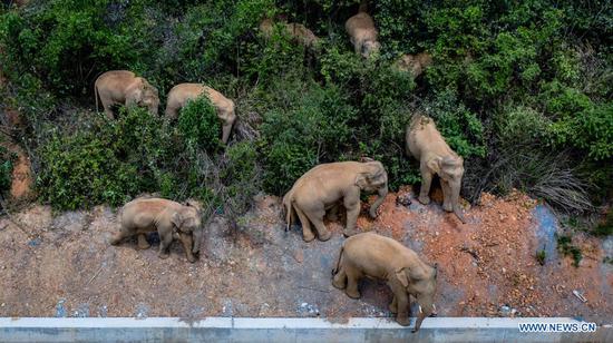 Aerial photo taken on May 28, 2021 shows a herd of wild Asian elephants in Eshan County, Yuxi City, southwest China's Yunnan Province. Authorities are tracking 15 wild Asian elephants in southwest China's Yunnan Province as the herd migrates northward. The elephants are now wandering in the county of Eshan, following a long journey from the province's southmost prefecture starting from April 16. They are currently less than 50 km away from the provincial capital Kunming, the provincial forestry and grassland administration said. Monitoring images show that the herd includes six female adult elephants, three male adults, three sub-adults, and three cubs. (Xinhua/Hu Chao)