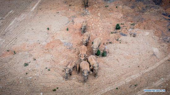 Aerial photo taken on May 28, 2021 shows a herd of wild Asian elephants in Eshan County, Yuxi City, southwest China's Yunnan Province. Authorities are tracking 15 wild Asian elephants in southwest China's Yunnan Province as the herd migrates northward. The elephants are now wandering in the county of Eshan, following a long journey from the province's southmost prefecture starting from April 16. They are currently less than 50 km away from the provincial capital Kunming, the provincial forestry and grassland administration said. Monitoring images show that the herd includes six female adult elephants, three male adults, three sub-adults, and three cubs. (Xinhua/Hu Chao)