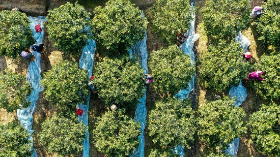 Aerial photo taken on Dec. 5, 2021 shows people picking kumquats at a kumquat orchard in Rong'an County, south China's Guangxi Zhuang Autonomous Region. (Xinhua/Zhang Ailin)■