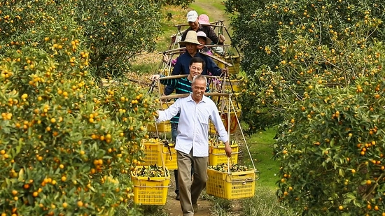 Villagers carry newly-picked kumquats in Dajiang Township, Rong'an County, south China's Guangxi Zhuang Autonomous Region, Dec. 5, 2021. (Xinhua/Zhang Ailin)