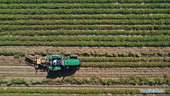  Aerial photo taken on Sept. 23, 2020 shows a villager harvesting peanuts in the field in Sanglin Village, Anshan City, northeast China's Liaoning Province. (Xinhua/Yao Jianfeng)