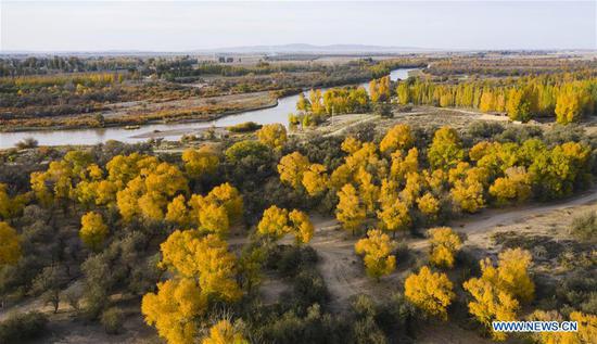 Aerial photo taken on Oct. 14, 2020 shows the autumn scenery of Shiyang River national wetland park in Wuwei, northwest China's Gansu Province. (Photo by Jiang Aiping/Xinhua)