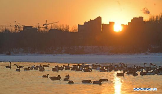 Water birds gather near an islet on the Hunhe River in Shenyang, northeast China's Liaoning Province, Jan. 18, 2021. (Xinhua/Yang Qing)