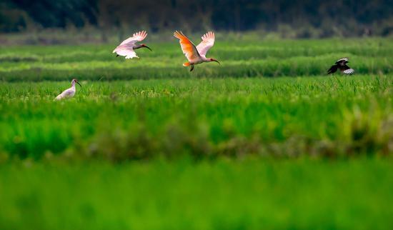 Photo taken on June 20, 2020 shows crested ibises foraging in the paddy fields in Yangxian County, northwest China's Shaanxi Province. (Photo by Xia Yongguang/Xinhua)