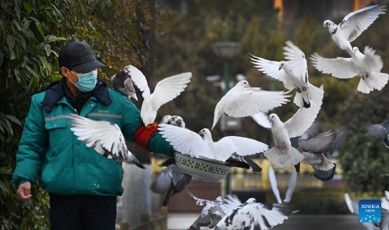 A staff member feeds pigeons at Xincheng Square in Xi'an, northwest China's Shaanxi Province, Dec. 28, 2021. Authorities in Xi'an have upgraded epidemic control and prevention measures starting Monday, ordering all residents to stay indoors and keep away from gatherings except when taking nucleic acid tests. (Xinhua/Tao Ming)