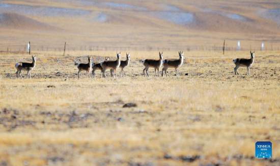 Tibetan gazelles are seen on the Haltent grassland in the Kazak Autonomous County of Aksay, northwest China's Gansu Province, Jan. 8, 2022. (Photo by Ma Xiaowei/Xinhua)