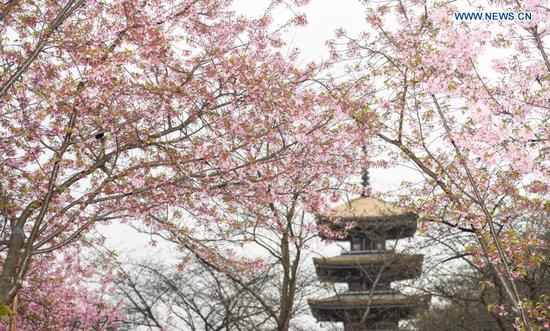 Photo taken on March 3, 2021 shows a view of blooming cherry blossoms by the East Lake in Wuhan, central China's Hubei Province. The cherry blossom festival kicked off in Wuhan on Wednesday, welcoming frontliners who fought in Hubei to aid local COVID-19 pandemic control efforts in 2020. (Xinhua/Cheng Min)