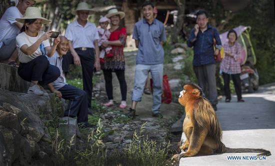   A golden snub-nosed monkey is pictured with villagers at Maoping Village of Maoping Town in Yangxian County, northwest China's Shaanxi Province, Aug. 2, 2020.  A wild grown golden snub-nosed monkey, China's first-class protected species, has recently come by the village.  The monkey found foods at villagers' homes by day and went back forest at night, seeming to be not afraid of people.  Located in the southern foot of the Qinling Mountains, Yangxian County, where the village lies in, is home to many rare animal species including giant pandas, crested ibis, golden snub-nosed monkeys and takins.  It's not rare to see those endangered animals appear at villages.  Local people have formed a high sense of animal protection, living harmoniously with them.  (Xinhua/Tao Ming)