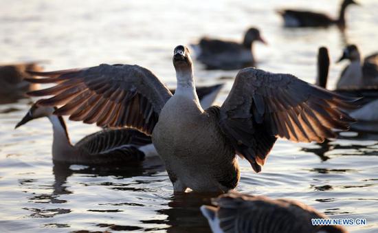 A swan goose frolics near an islet on the Hunhe River in Shenyang, northeast China's Liaoning Province, Jan. 18, 2021. (Xinhua/Yang Qing)