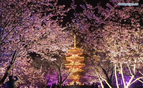 Photo taken on March 3, 2021 shows a night view of blooming cherry blossoms by the East Lake in Wuhan, central China's Hubei Province. The cherry blossom festival kicked off in Wuhan on Wednesday, welcoming frontliners who fought in Hubei to aid local COVID-19 pandemic control efforts in 2020. (Xinhua/Cheng Min)