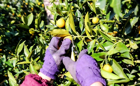 A worker harvests kumquats at a kumquat orchard in Rong'an County, south China's Guangxi Zhuang Autonomous Region, Dec. 5, 2021. (Xinhua/Zhang Ailin)