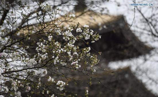 Photo taken on March 3, 2021 shows a view of blooming cherry blossoms by the East Lake in Wuhan, central China's Hubei Province. The cherry blossom festival kicked off in Wuhan on Wednesday, welcoming frontliners who fought in Hubei to aid local COVID-19 pandemic control efforts in 2020. (Xinhua/Cheng Min)