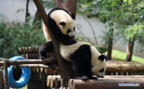 Giant pandas are seen at the Qinling research center of giant panda breeding in Zhouzhi County, northwest China's Shaanxi Province, Sept. 23, 2020. The center undertakes the tasks including field rescue, disease control, species breeding and nutrition research in feeding, that are specific to giant pandas living in Qinling Mountains. A total of 31 giant pandas live in the center at present and are taken care of by over 20 full-time feeders. (Xinhua/Liu Xiao)