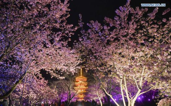 Photo taken on March 3, 2021 shows a night view of blooming cherry blossoms by the East Lake in Wuhan, central China's Hubei Province. The cherry blossom festival kicked off in Wuhan on Wednesday, welcoming frontliners who fought in Hubei to aid local COVID-19 pandemic control efforts in 2020. (Xinhua/Cheng Min)
