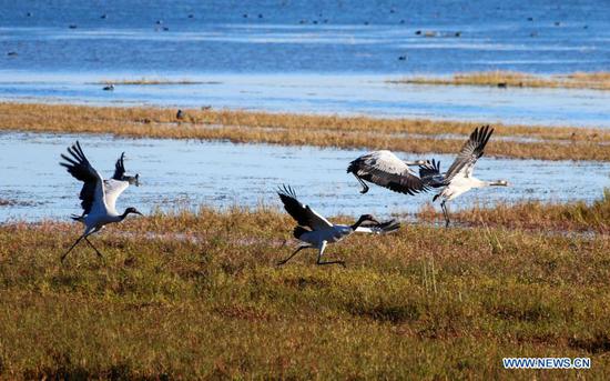  A flock of black-necked cranes are pictured at the Caohai National Nature Reserve, a popular destination among migratory birds, in Weining Yi-Hui-Miao Autonomous County, Bijie, southwest China's Guizhou Province, Nov. 16, 2020.  (Photo by He Huan/Xinhua)