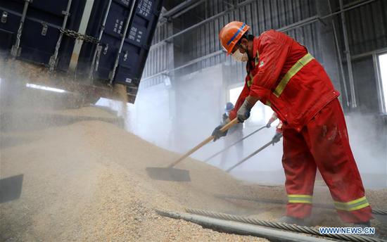 A worker unloads corn at Dalian port in northeast China's Liaoning Province, Sept. 24, 2020. Dalian port has been working on developing new shipping routes and growing its throughput as it seeks to further expand its market this year. (Xinhua/Yao Jianfeng)