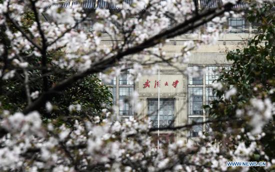 凤凰平台开户注册 5 武汉大学组织校园樱花十天直播 5