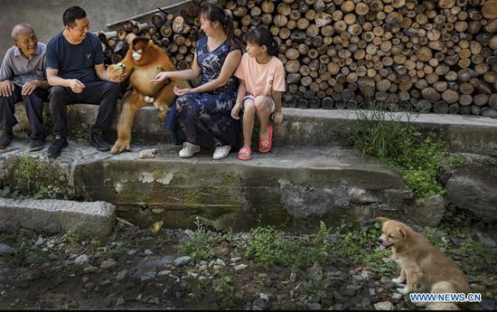  A golden snub-nosed monkey is pictured with villagers at Maoping Village of Maoping Town in Yangxian County, northwest China's Shaanxi Province, Aug. 2, 2020.  A wild grown golden snub-nosed monkey, China's first-class protected species, has recently come by the village.  The monkey found foods at villagers' homes by day and went back forest at night, seeming to be not afraid of people.  Located in the southern foot of the Qinling Mountains, Yangxian County, where the village lies in, is home to many rare animal species including giant pandas, crested ibis, golden snub-nosed monkeys and takins.  It's not rare to see those endangered animals appear at villages.  Local people have formed a high sense of animal protection, living harmoniously with them.  (Xinhua/Tao Ming)
