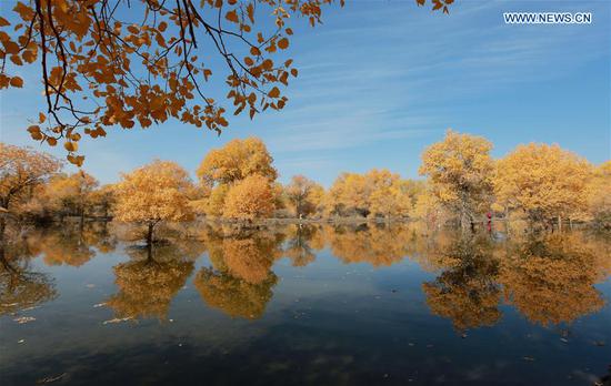 Photo taken on Oct. 11, 2020 shows a view of the populus euphratica forest in Jinta County of Jiuquan, northwest China's Gansu Province. (Photo by Chen Li/Xinhua)