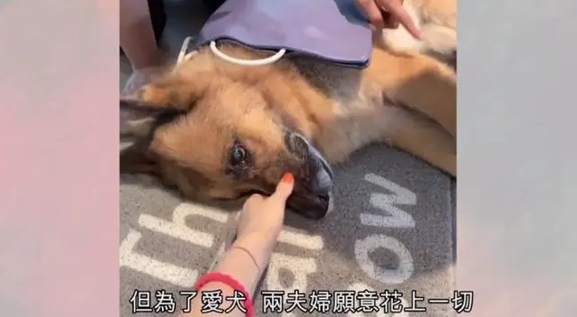 郑秀文夫妇24小时陪伴病危爱犬 还为其打止痛针减轻痛苦