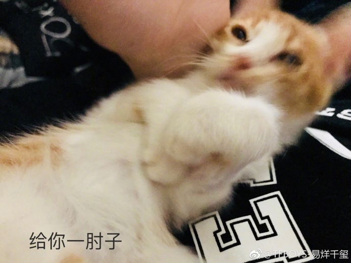 猫的照片配字 akpo-fymzqpq2786023.jpg