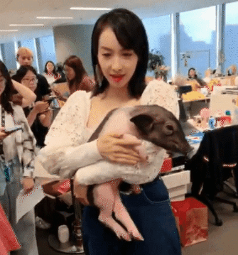 「奇趣网」白瘦美！宋茜带宠物猪小八扫楼新浪 小姐姐蛮腰抢镜