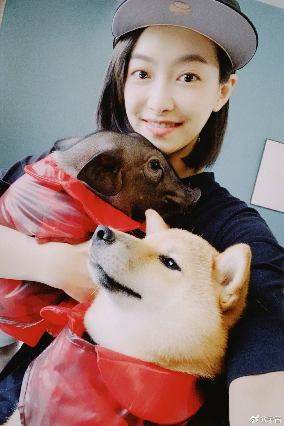 「奇趣网」宠物博主上线!宋茜与小八碗妹合照 粉丝自侃“猪狗不如“