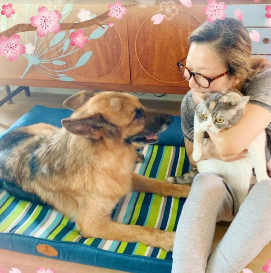 组图:郑秀文为15岁爱犬庆生温馨对视 亲手做蛋糕感谢陪伴