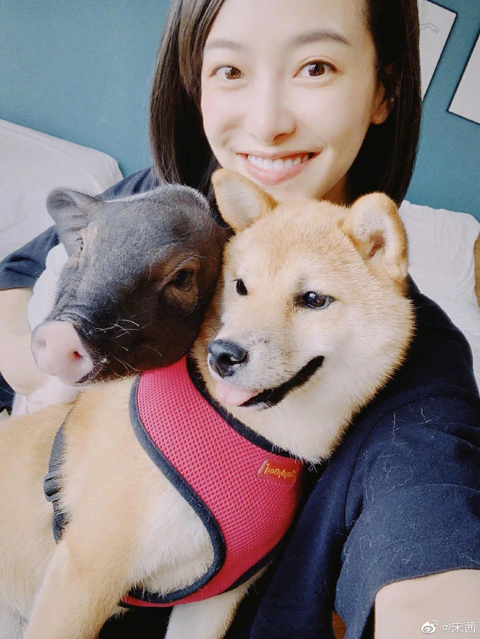 「奇趣网」宠物博主上线!宋茜与小八碗妹合照 粉丝自侃“猪狗不如“