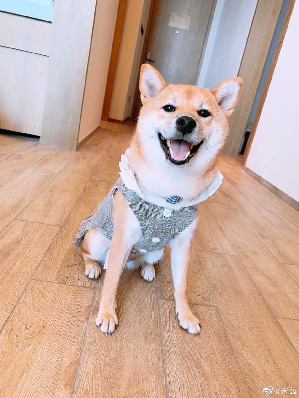 「奇趣网」宠物博主上线!宋茜与小八碗妹合照 粉丝自侃“猪狗不如“