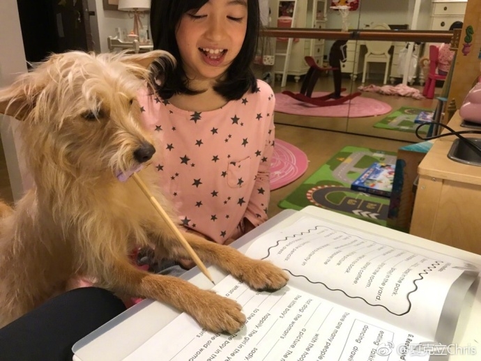 怎么教狗狗叼东西 zOsd-fyqincu4391292.jpg