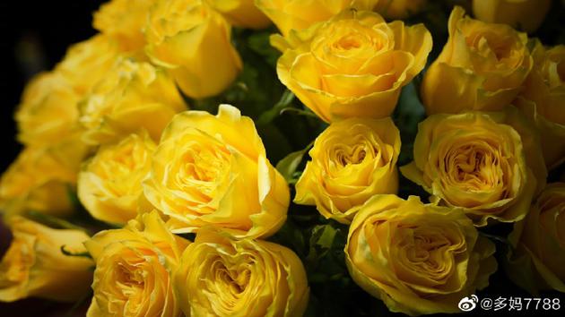 为什么家里不放黄玫瑰