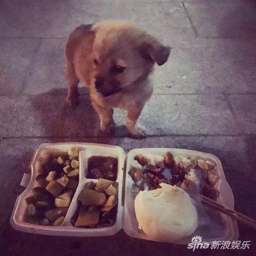 大鹏暖心善举救助流浪狗 网友大赞正能量