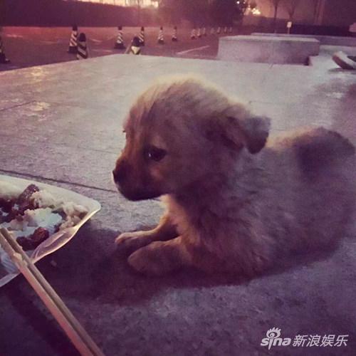 大鹏救助流浪狗 网友大赞正能量