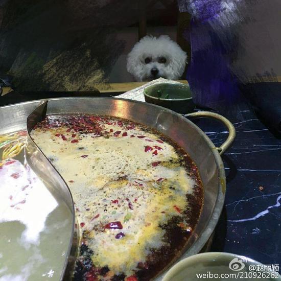 对面萌宠狗抢镜