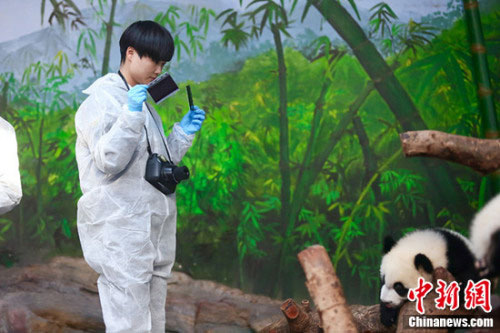 李宇春给大熊猫拍照