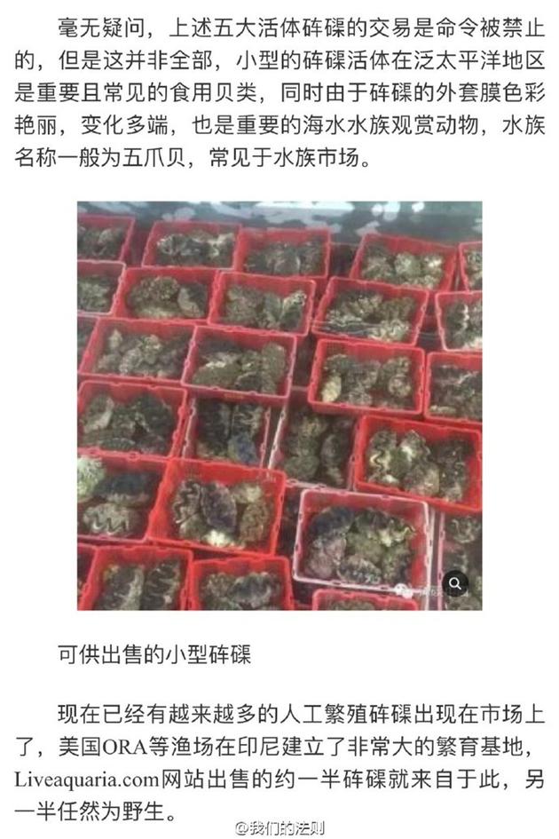 小型砗磲是常见的食用贝类