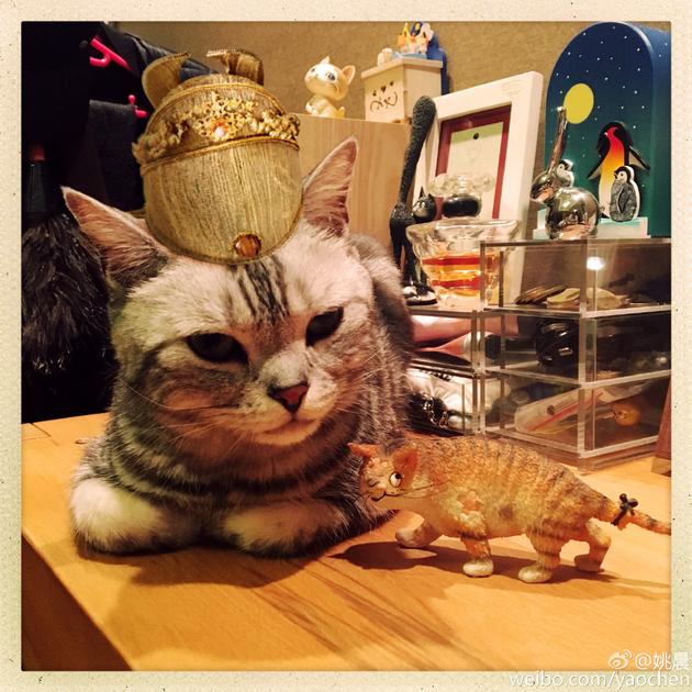 姚晨家的猫